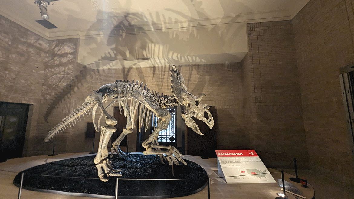 Skeleton of a Kosmoceratops that's displayed inside of Science City's Jurassic Journey