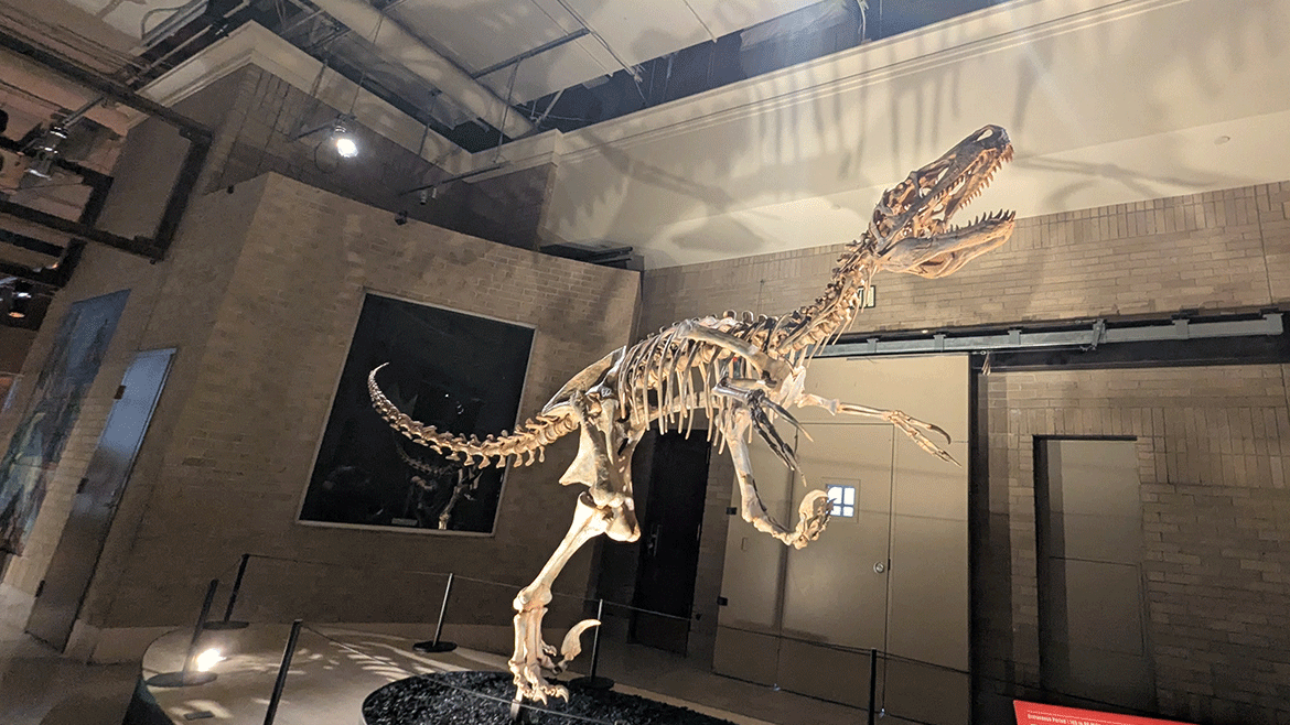 Life Sized Utahraptor Skeleton on display inside of Jurassic Journey.